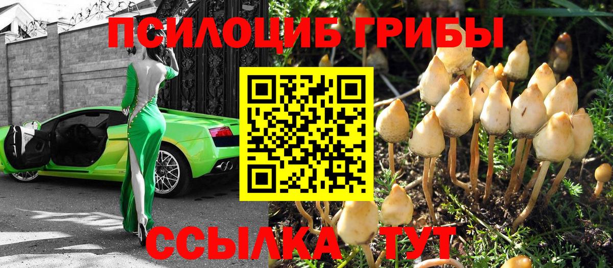 Ковров  Псилоцибиновые грибы MAGIC MUSHROOMS  Вход с VPN 